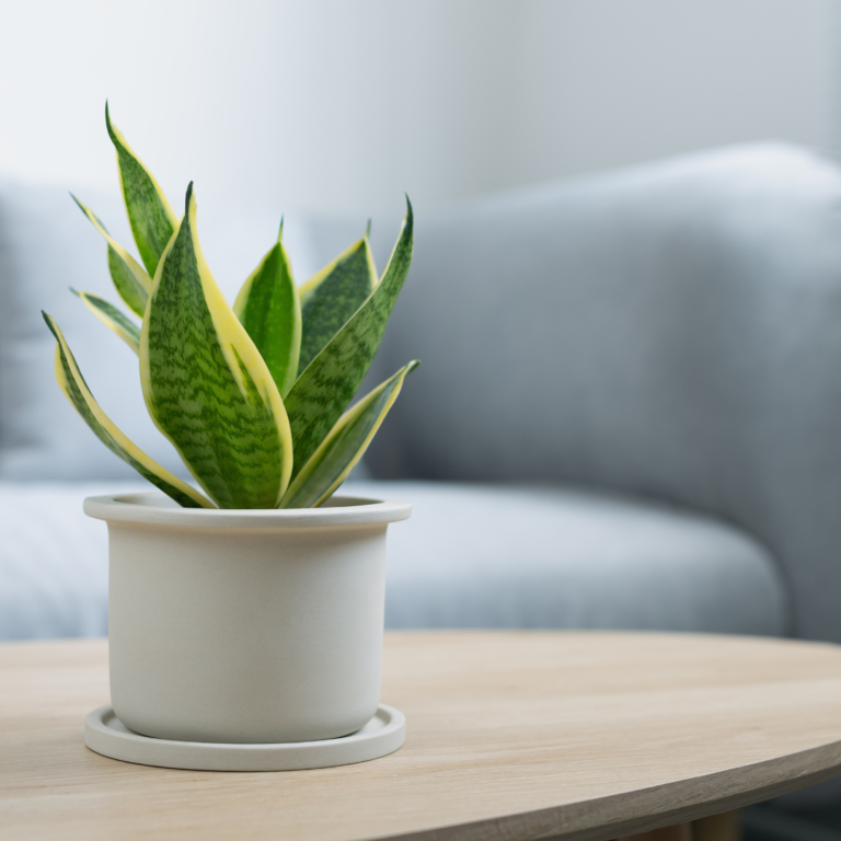 Breathing Easier: The Benefits of Air-Purifying Plants for Allergy Sufferers