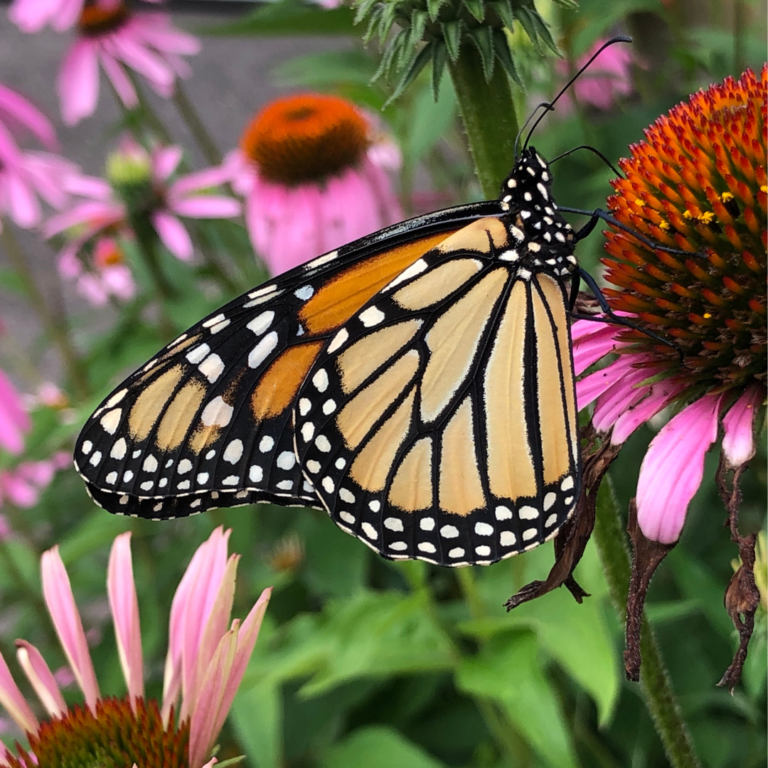 Five Plants to Attract Butterflies to Your Garden