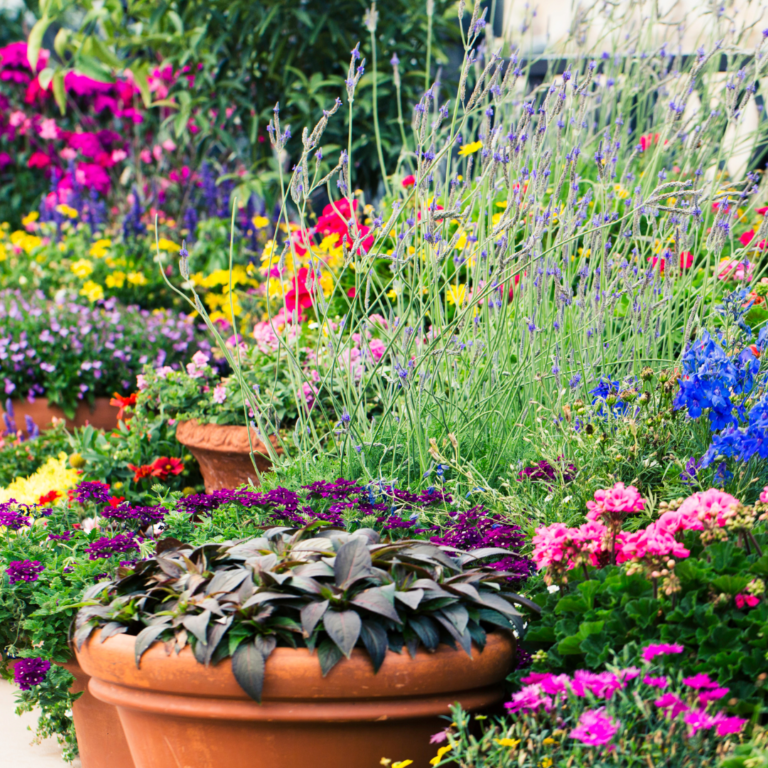 Thriving in the Heat: Fall Container Planting for Warm Climates