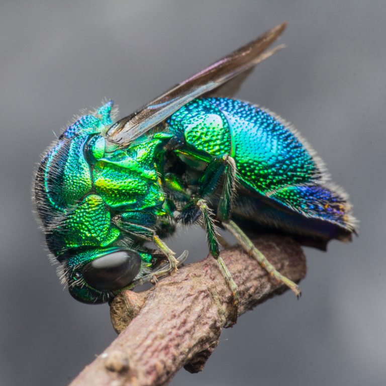 The Cuckoo Wasp: How it Got It’s Name