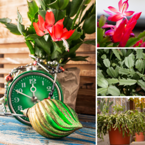 Various images of Christmas cactus (Schlumbergera bridgesii)