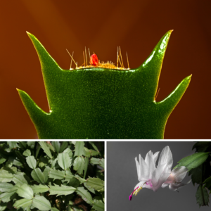 Photo of Christmas cactus (Schlumbergera bridgesii) leaves and bloom