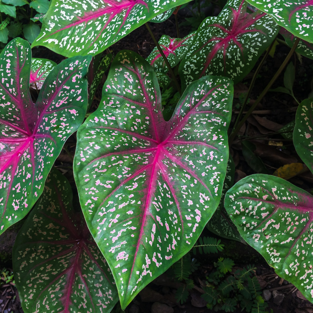 Picture of Caladium Plant