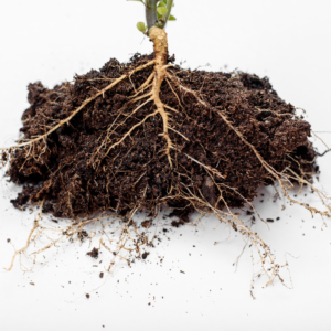 Illustration of healthy plant roots, depicting what to look for when determining the need for root rot treatment.