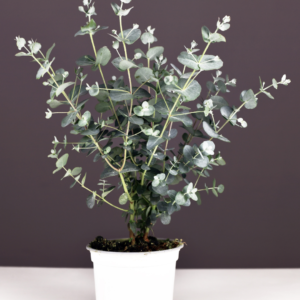 Picture example of houseplants that smell good: A Eucalyptus plant in a small white pot against a brown background.