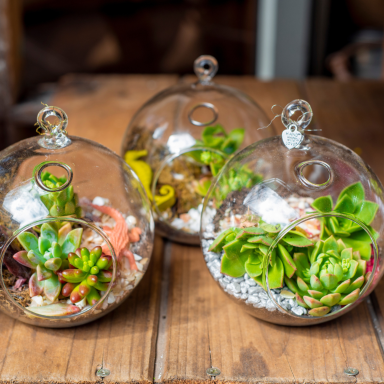 Three glass terrarium with succulents inside illustrates ways to display houseplants