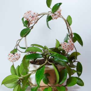 Picture example of houseplants that smell good: Hoya plant with four clusters of red and white flowers, potted in a small container and trained on an arched trellis.