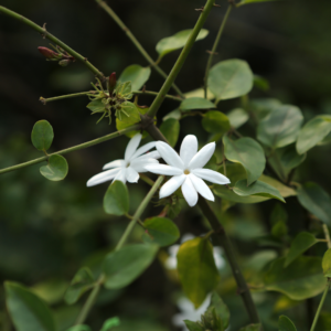 Two single white jasmine flowers against olive-shaded leaves with a blurred background.