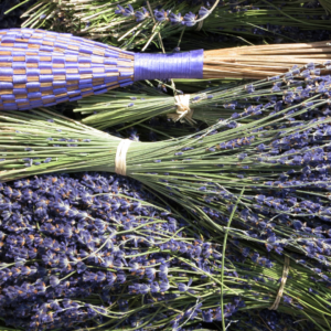 Several aligned bushels of lavender, which are great houseplants that smell good.