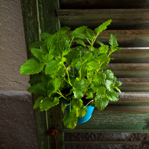 Lemon balm plant with vibrant green leaves in a sky blue pot hanging from wooden blinds.