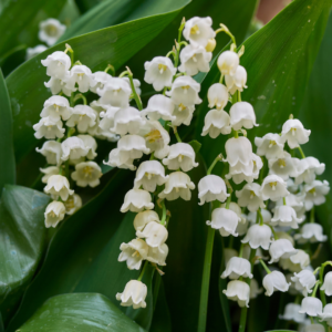 These dainty cluster of white, bell-shaped lily of the valley flowers against the contrasting green leaves highlight how houseplants that smell good can also be elegant and dainty.