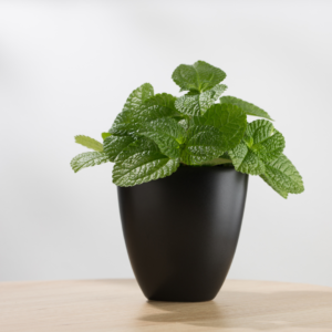 Picture example of houseplants that smell good: Bunch of mint in a small black container on a tan table against a white background.