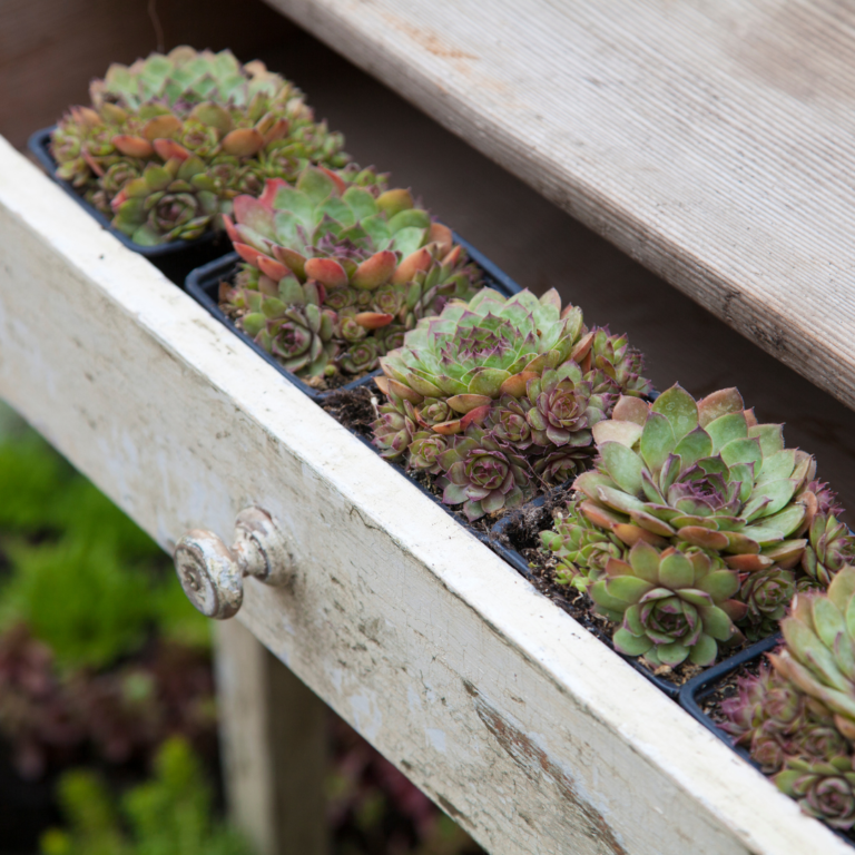 A row of succulents in a white wooden drawer illustrates ways to display houseplants without using plant stand.