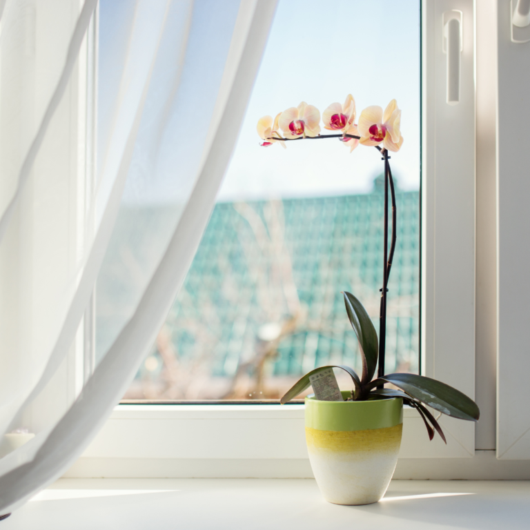 Orchid plant on a window sill illustrates ways to display houseplants