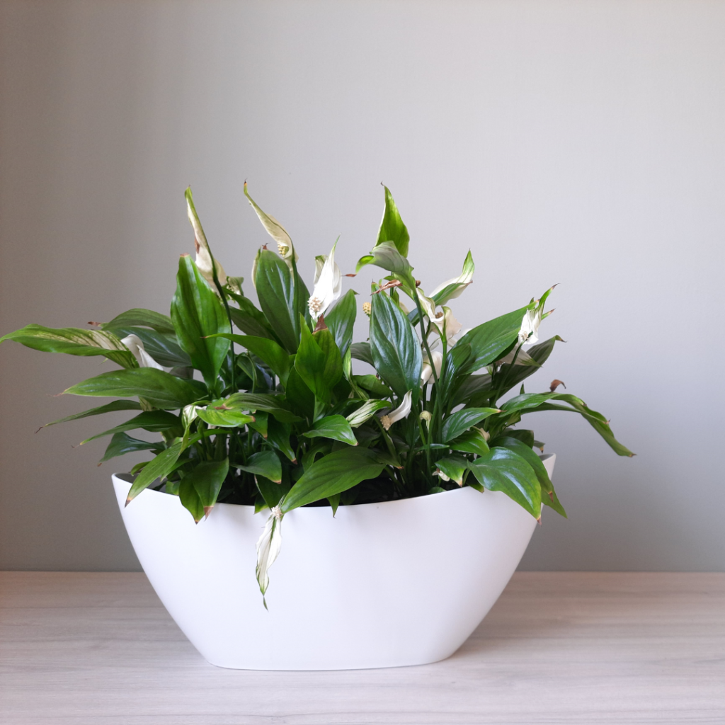 Potted peace lily