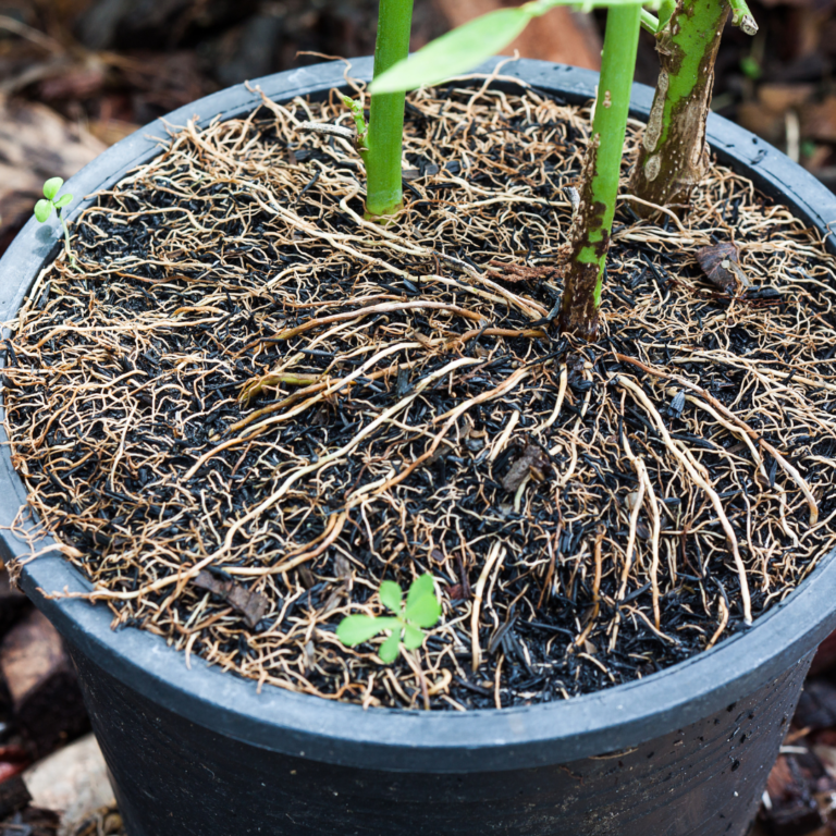 A potted plant with extensive superficial roots used to illustrate the role of soil selection in preventing root rot.