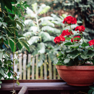 The red scented geraniums in a red clay pot on a windowsill with various shades of green foliage in the background illustrates that  houseplants that smell good can also look good.