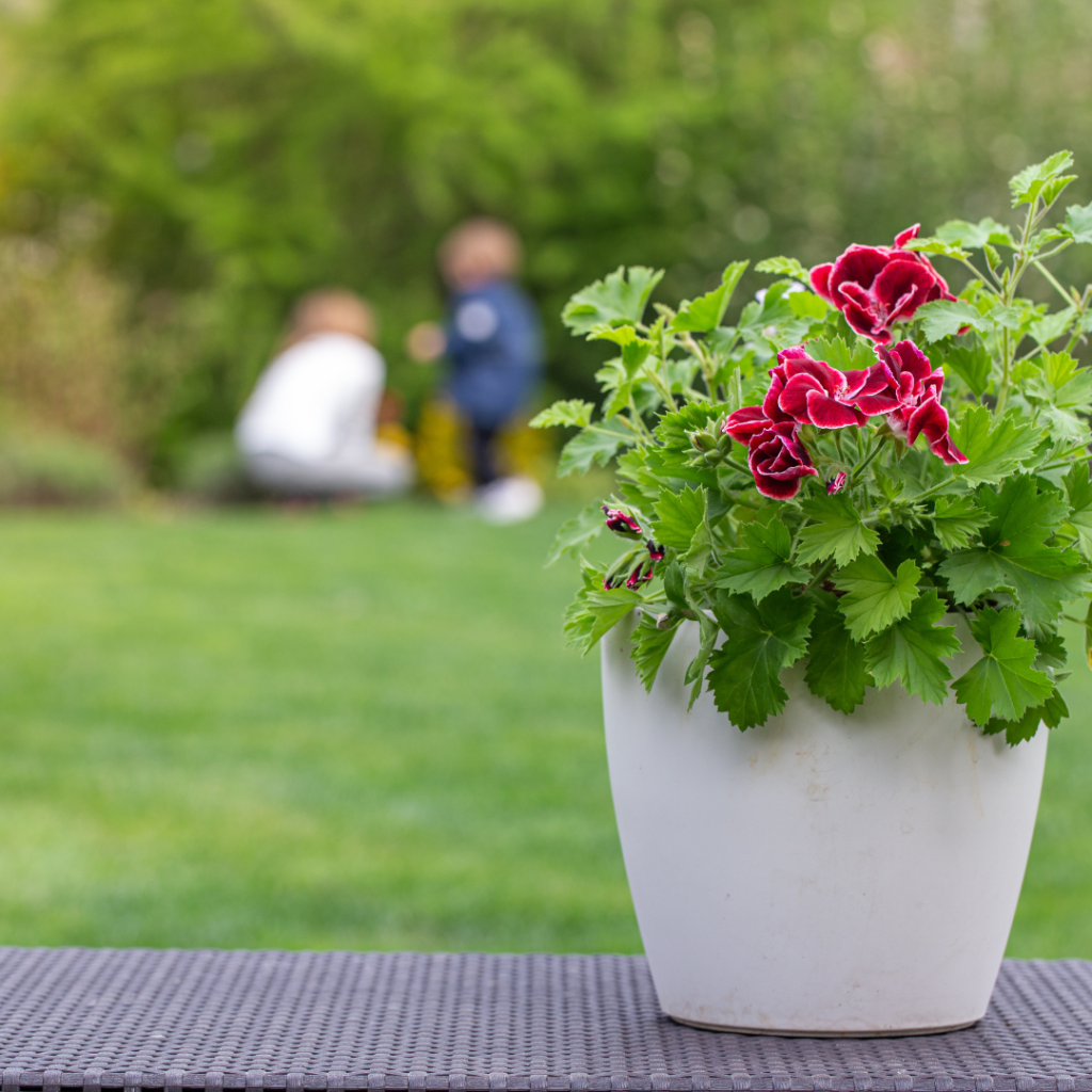 Example of houseplants that smell good: Red scented geraniums in a white vase on a table with a blurred image of a parent kneeling in front of a child in a lush, grassy backyard in the background.