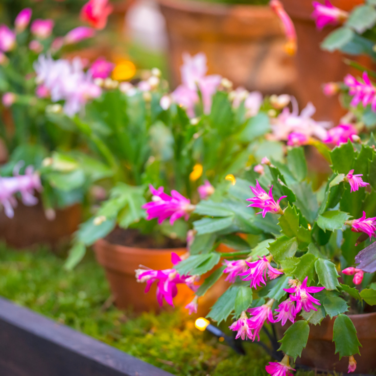 Picture of Christmas Cactus (Schlumbergera bridgesii)