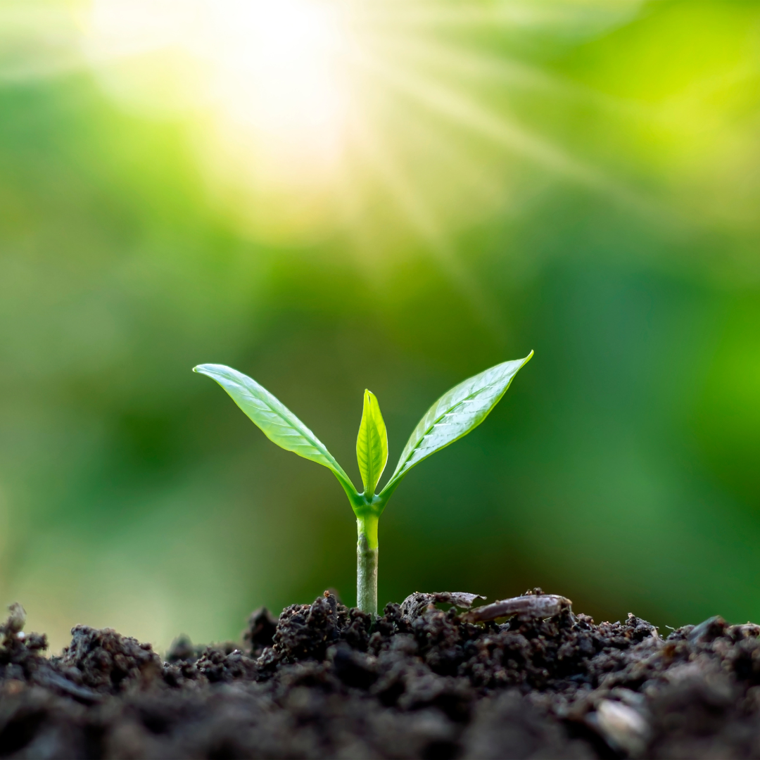 Growing seedling under the sunlight