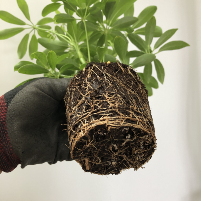 a hand holding a houseplant with bound roots.